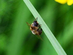 「ドローンとは？」意味を分かりやすく、端的に1分で説明。