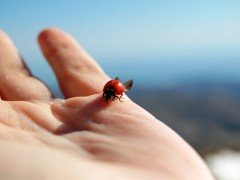 虫がドローンに巻き込まれてしまう事故が多発する季節。