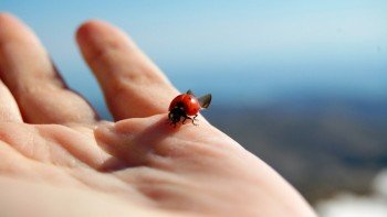 虫がドローンに巻き込まれてしまう事故が多発する季節。