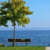 tree-bench