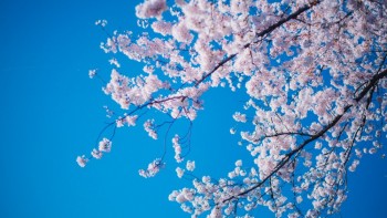 ドローンで桜を撮ると通報される？危険が伴うドローン迷惑者にならないために