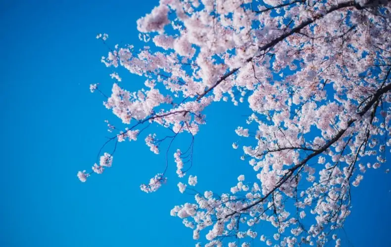 ドローンで桜を撮ると通報される？危険が伴うドローン迷惑者にならないために