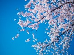 ドローンで桜を撮ると通報される？危険が伴うドローン迷惑者にならないために