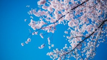 ドローンで桜を撮ると通報される？危険が伴うドローン迷惑者にならないために