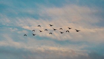 鳥はドローンを攻撃してくる？注意すべき鳥は…トンビそれともカラス？