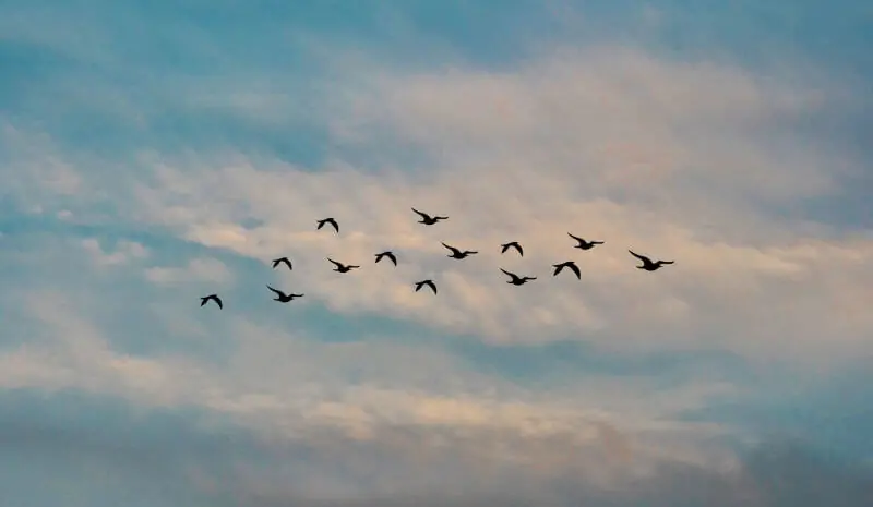 鳥はドローンを攻撃してくる？注意すべき鳥は…トンビそれともカラス？